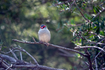 a red browed finch resting on a branch