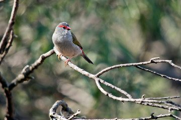 a red browed finch on a branch