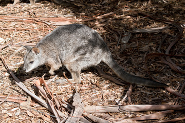 a side view of a tammar wallaby