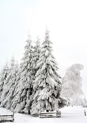 landscape with pine trees covered with snow