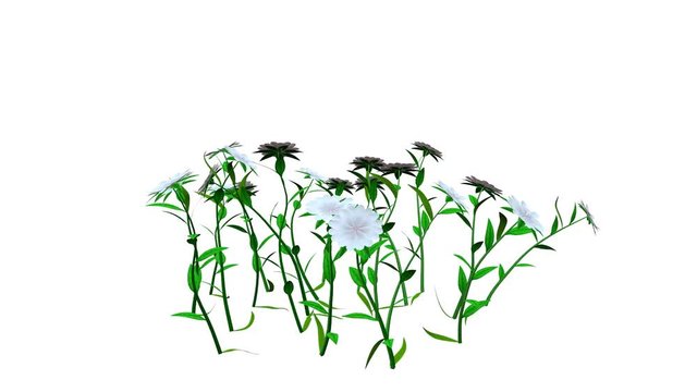 3d rendering of a growing realistic plant isolated on white