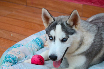 portrait of siberian husky