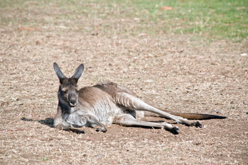 a western grey kangaroo resting in a firld