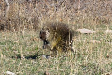 Porcupine