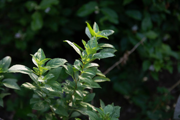 Medicinal plants with green oval leaves reflecting the morning sun