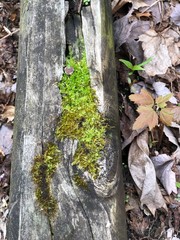 Moss on a timber