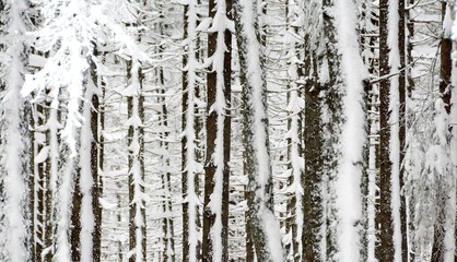 Fototapeta premium in the pine forest in winter
