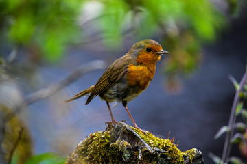 Robin on a rock