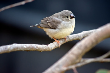 this is a juvenile zebra finch