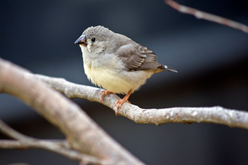 this is a juvenile zebra finch