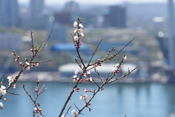 Flowering branches of a fruit tree on a blurred background