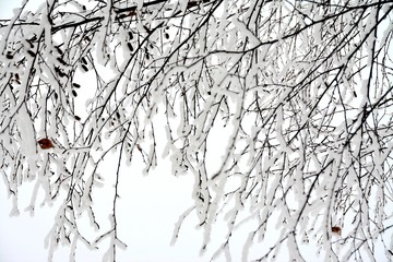 branch covered with snow
