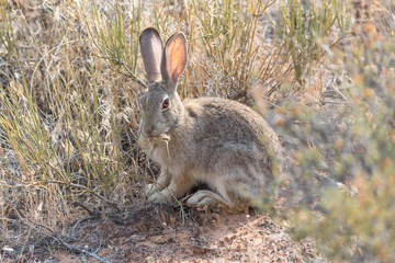 Breakfast for Bunny
