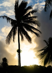 Coconut Tree Sunset