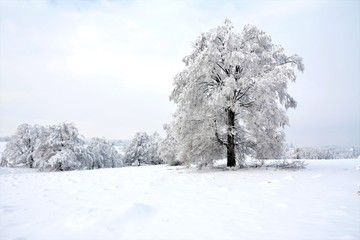 winter landscape with a tree covered with snow