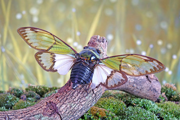 Cicadas : Odd green glasswing Alien head cicada (Salvazana mirabilis). One of world most famous and beautiful cicadas from Thailand. Butterfly wings cicada in nature