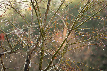 Droplets of Asagiri 
