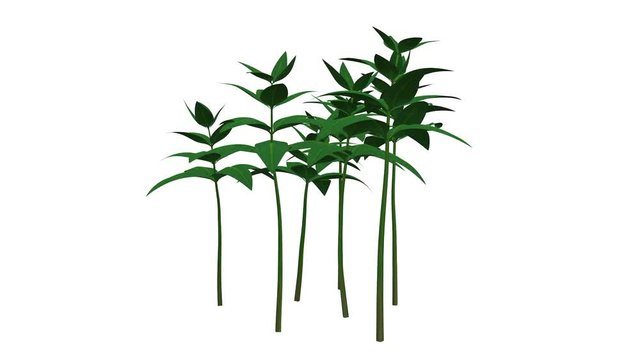 3d rendering of a growing realistic plant isolated on white background