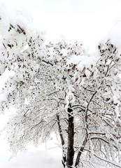 a tree covered with snow