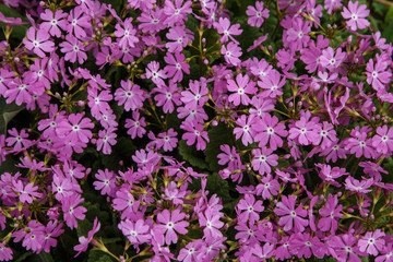 Background with violet little flowers and green leaves