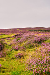Fototapeta na wymiar Landscape of rolling hills and purple heather - Britain