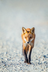 Red Fox going down the road..Bombay Hook National Wildlife Refuge.Delaware.USA