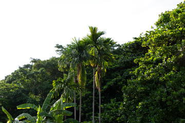 Fototapeta na wymiar Tropical trees and white sky