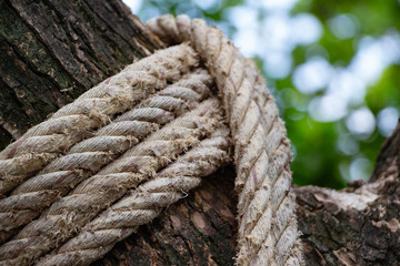 Old rope at tree trunk