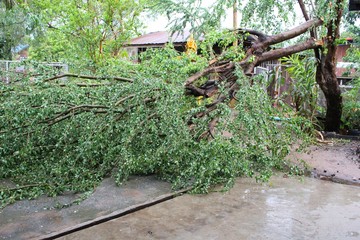 Fototapeta premium The storm caused the trees to fall on heavy rain.