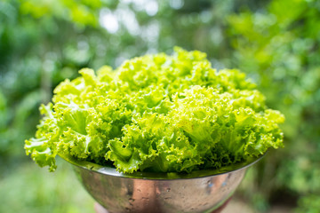 fresh green oak lettuce from farm