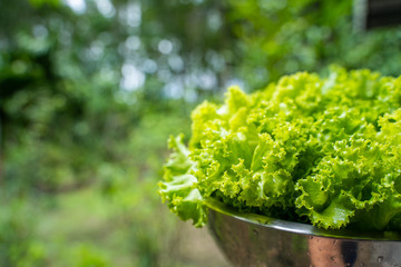 fresh green oak lettuce from farm