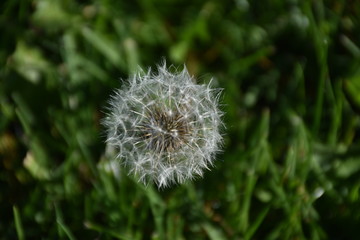 Obraz premium flower dandelion 