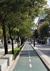 caminho com árvores