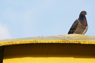 pigeon on the blue sky background
