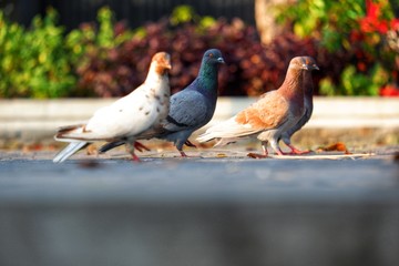 Pigeons on the concrete road