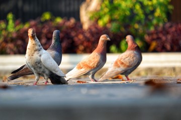 Pigeons on the concrete road