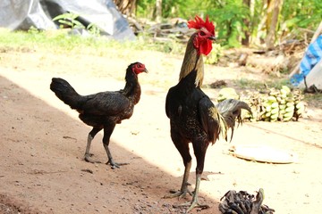 Two chickens standing on the floor in the morning
