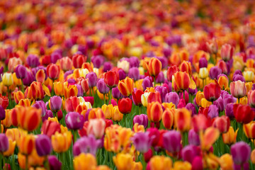 Field of tulips.