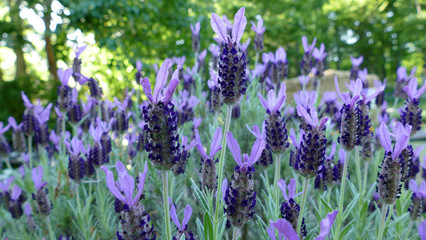 フレンチラベンダー