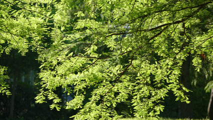 ラクウショウ　葉