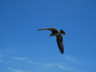 seagull in flight