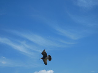 bird in flight