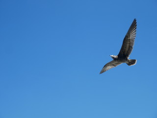 seagull in flight