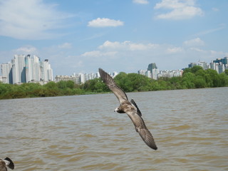 great blue heron in flight
