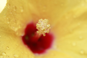 Hawaiian, rosemallow, hibiscus flower with water drops