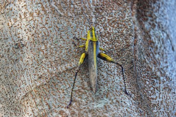 Close up alone yellow grasshopper (Caelifera) perched on a tree trunk. 