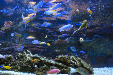 Fototapeta na wymiar many colorful aquarium fish