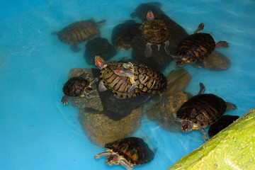 red-eared turtle climbed on another in an aquarium