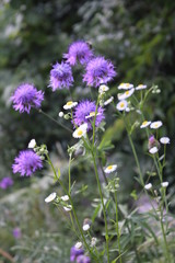 Flowers n Croatia