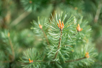 Young pine branches in spring.